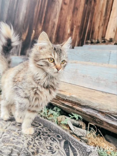 Две кошечки, 4 мес