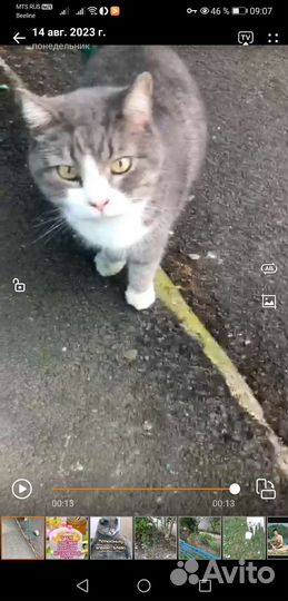 Котик в дар