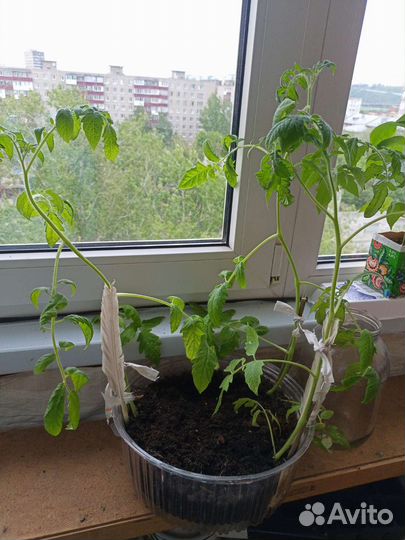 Рассада перцы и помидоры