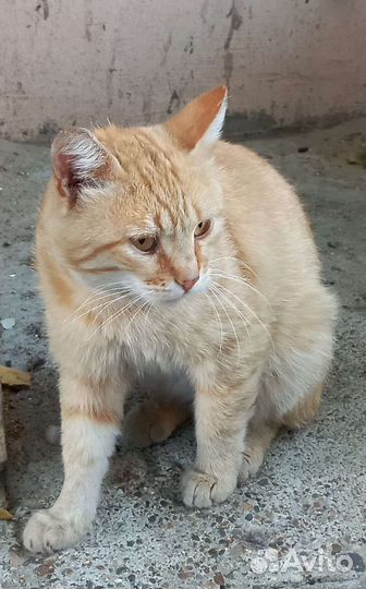 Кот ищет дом