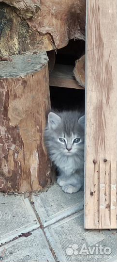 Котята дымчатые