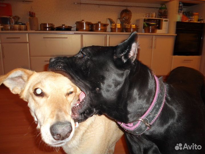 Рабочий на передержку собак с проживанием