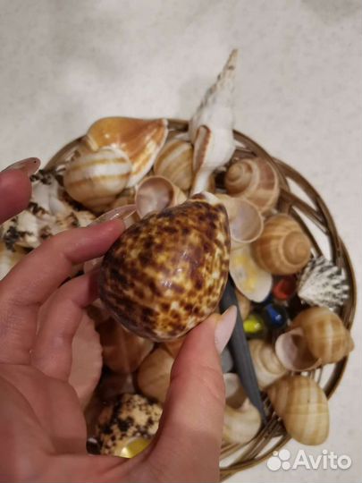 Морские ракушки