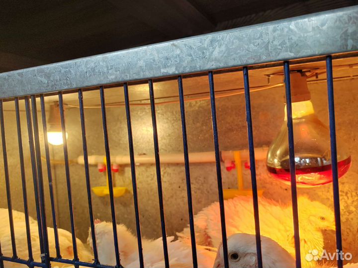 Клетка для куриц