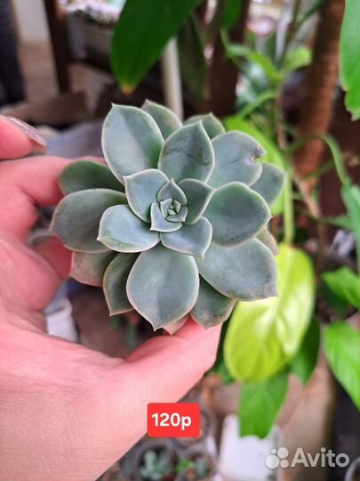 Суккуленты