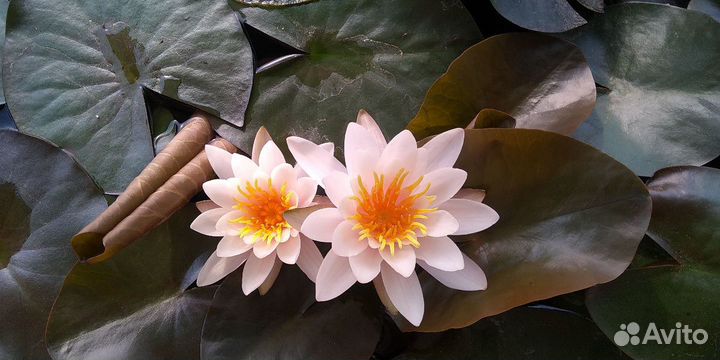 Водная нимфея (лилия) розовая