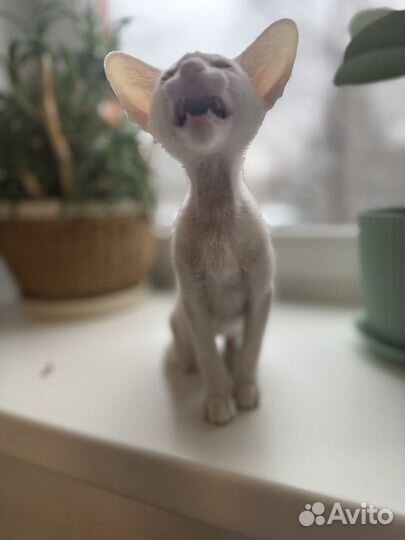 Ориентальный котенок девочка с голубыми глазами