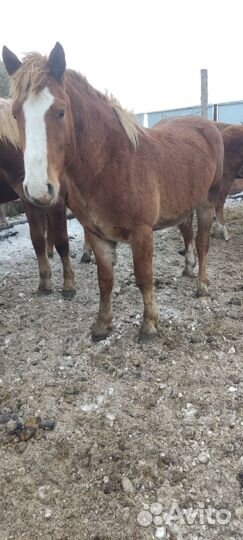 Жеребчик на племя 1.5 года