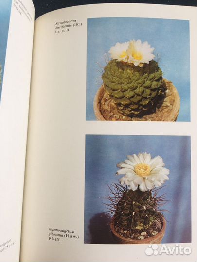 Книга о кактусах Колючее чудо, 1981