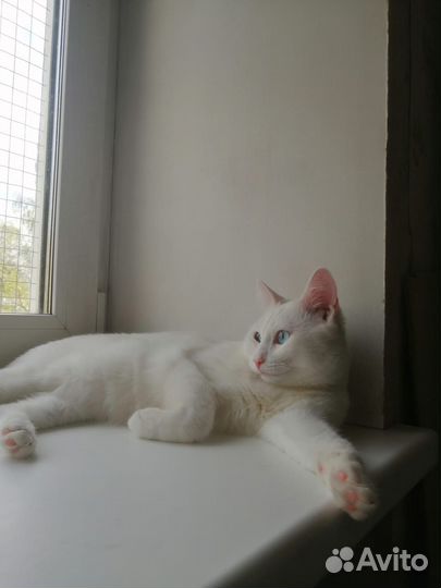 Снежок в добрые руки