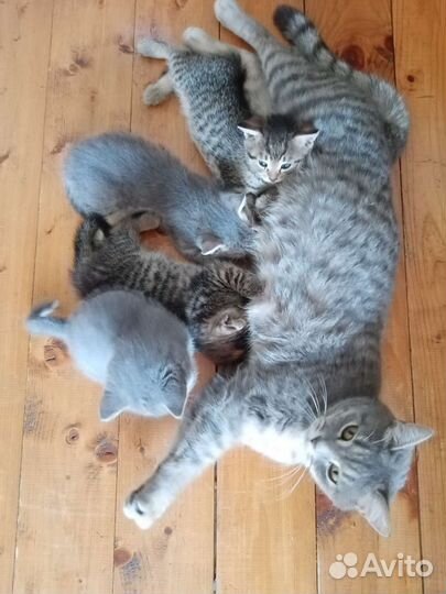 Котята в добрые руки
