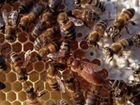 Пчелы и домики