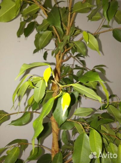 Фикус Бенджамина