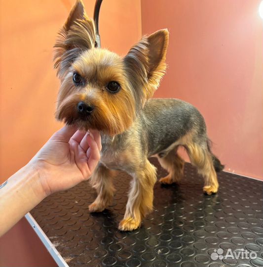 Стрижка собак