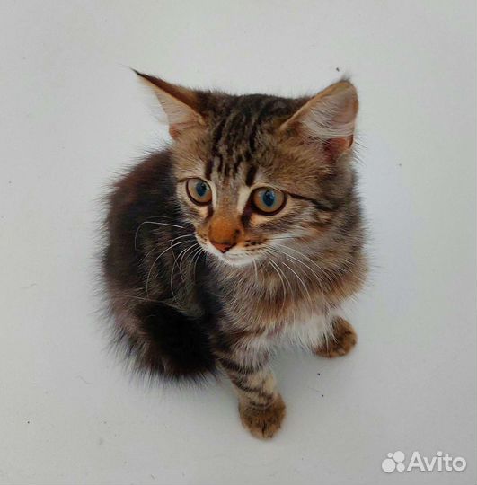 Котёнок в дар бесплатно