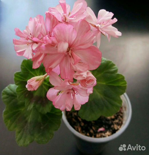 Пеларгония ice rose
