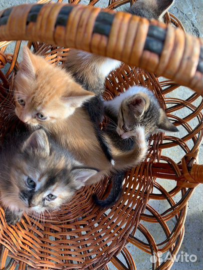 Кошка