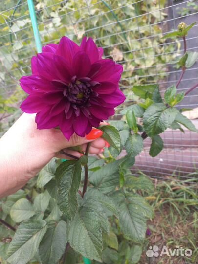 Георгины клубни