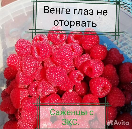 Саженцы и корни малины Венге