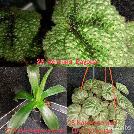 Редкие,необычные растения И съедобная микрозелень