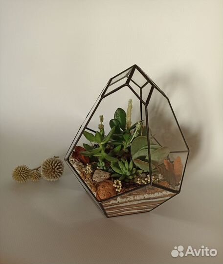 Флорариум с суккулентами в подарочной упаковке