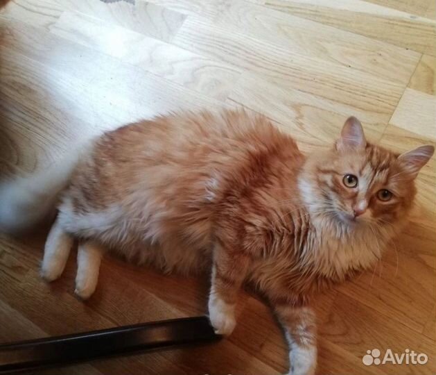 Котики бесплатно