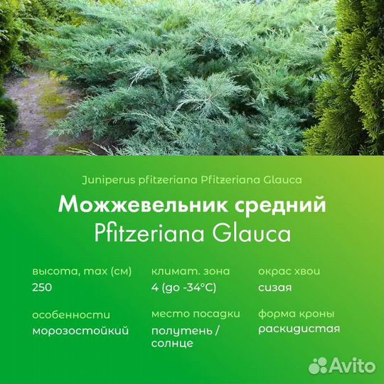 Можжевельники/ черенки на доращивание