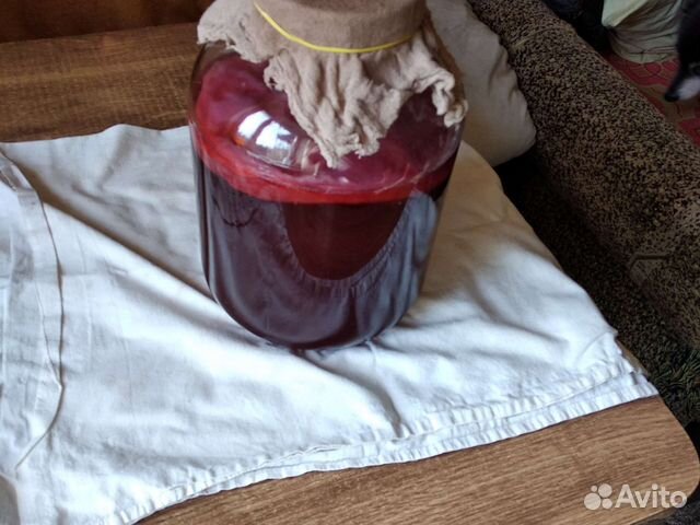 Чайный гриб Комбуча