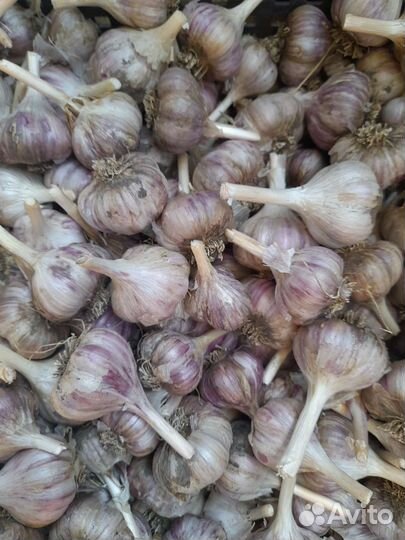 Чеснок мелкий