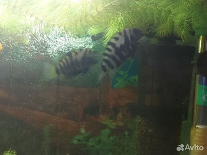 Аквариумные рыбки цихлиды