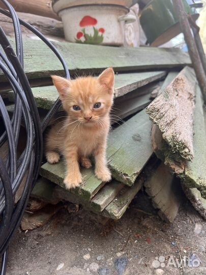 Котята в добрые руки