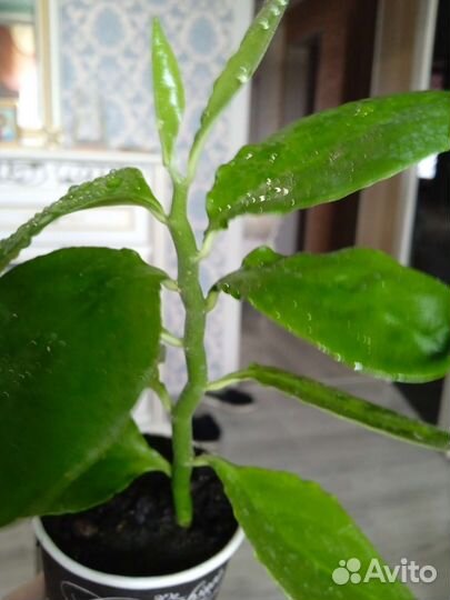 Педилантус