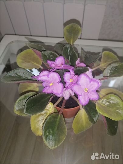 Продам цветы комнатные