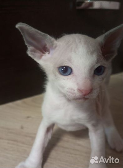Котята сфинкс браш