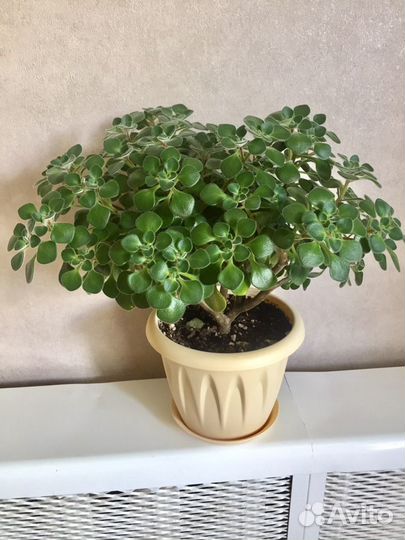 Аихризон (дерево любви и счастья)