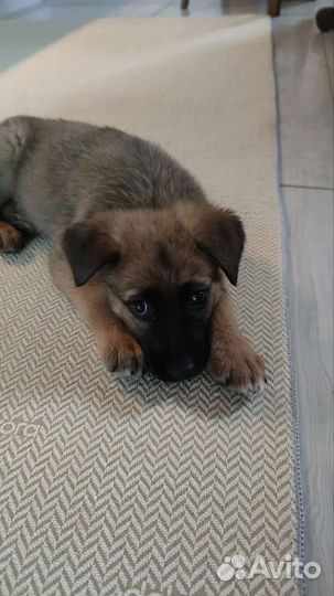 Щенок в добрые руки