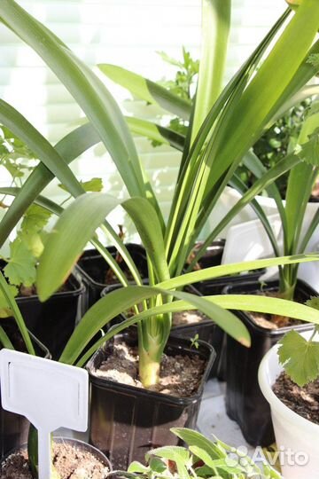 Комнатные растения цветы