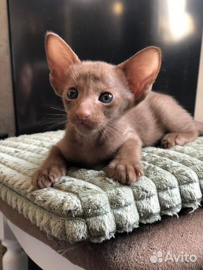 Ориентальная малышка