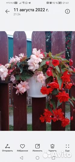 Бегонии ампельные и белликонии