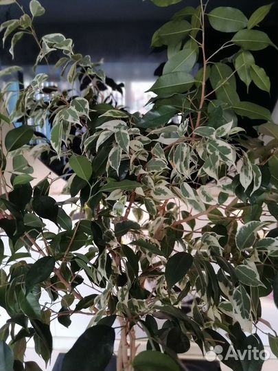 Фикусы/Драцена большие Twilait/Kinky/Danielle