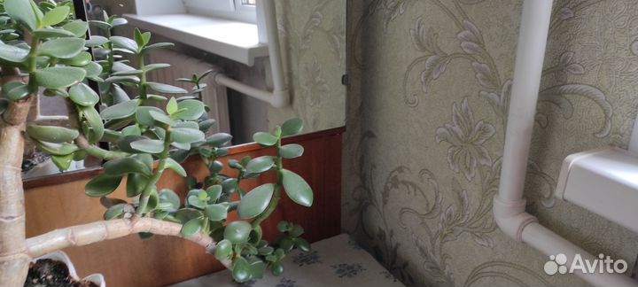 Денежное дерево толстянка