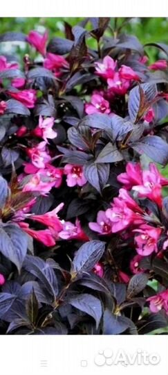 Декоративные кустарники