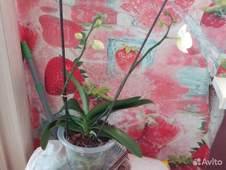 Орхидея фаленопсис белая