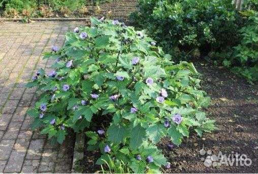 Красивые цветы, кустарники Никандра физалисовидная