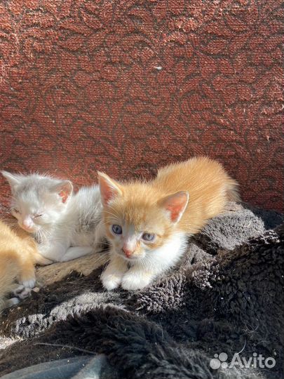 Котята в добрые руки