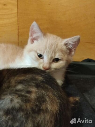 Кошечка в добрые руки, бесплатно