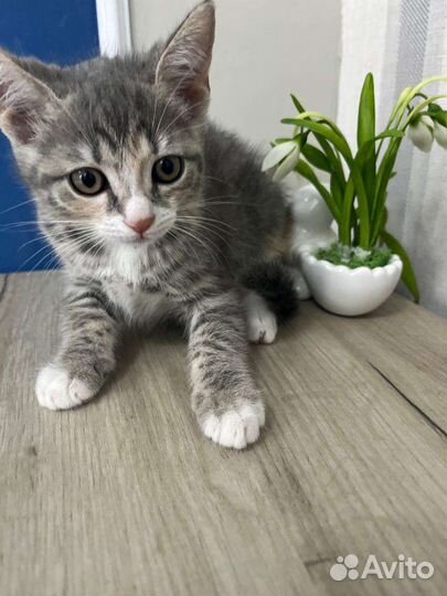 Маленькая кроха ищет семью