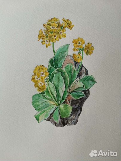 Картина акварель Примулы