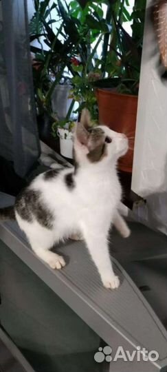 Кастрированный котик