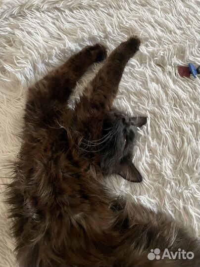 Кот- подросток в добрые руки